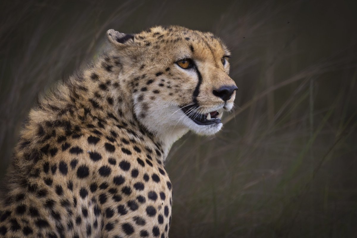 'Focus' by Subi Sridharan from the UK entered in aid of <a href="/maratriangle/">Mara Conservancy</a> while staying at Wild Eye Mara Camp <a href="/WildEyeSA/">Wild Eye</a>