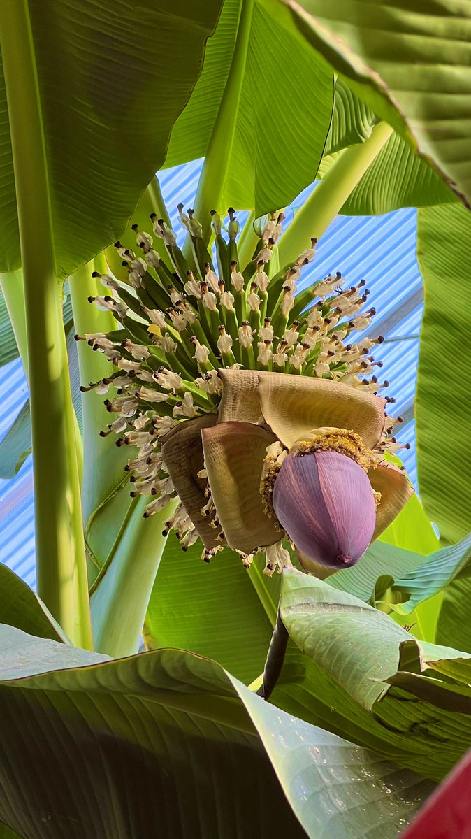 Banana bouquets ❤️ in our greenhouse 

#BananaReport
