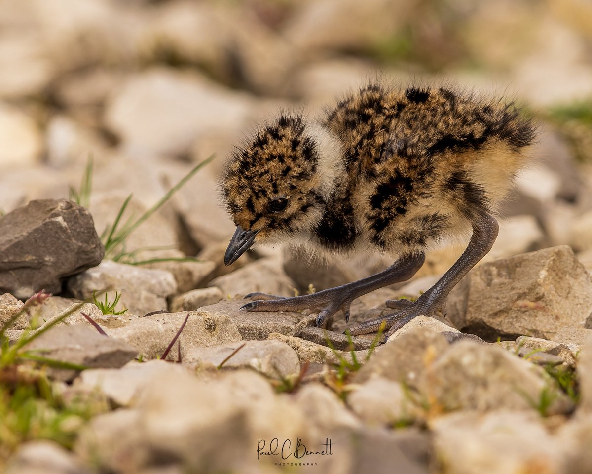 A great big new world and a tiny Lapwing chick !!!
#bignewworld #bbcspringwatch #BBCWildlifePOTD #chick #lapwing #conservation <a href="/BBCSpringwatch/">BBC Springwatch</a> <a href="/WildlifeMag/">BBC Wildlife</a> @BBCCountryfile