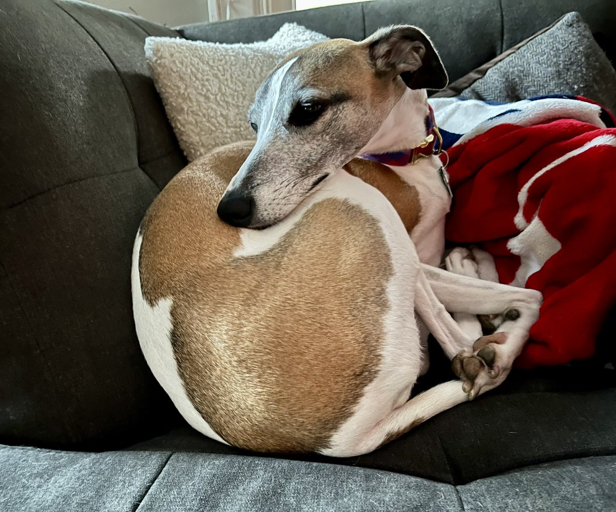 CoraTheWhippet's tweet image. Good morning! ☀️
I’m on my best behavior this #whippetwednesday, while admitting no guilt for anything I “allegedly” did yesterday.  😇 
#whippet #dogsoftwitter #dogs