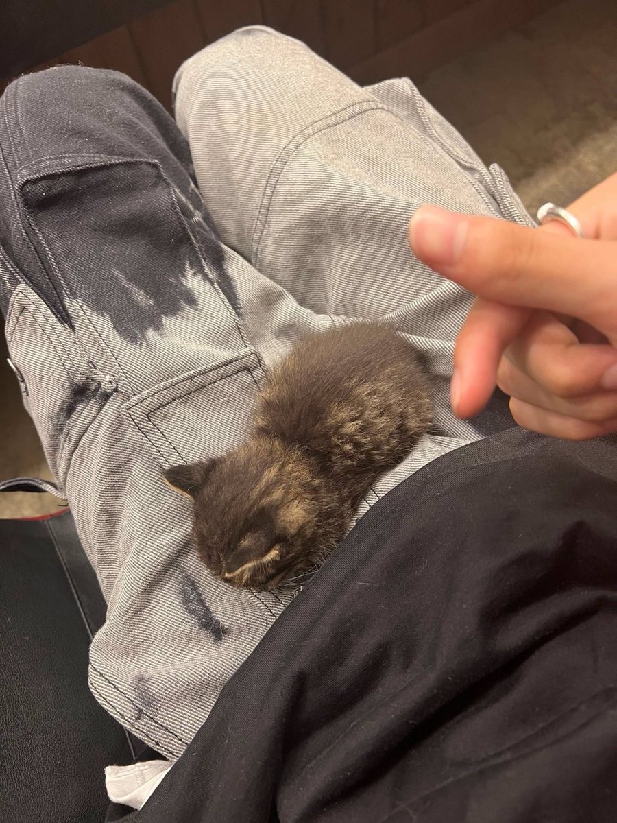STARB0YLHS's tweet photo. hi i want to be the kitten https://t.co/nQHwJqcWsX