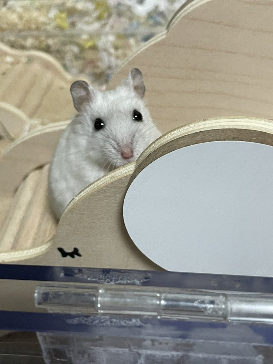 이게. 햄스터..??