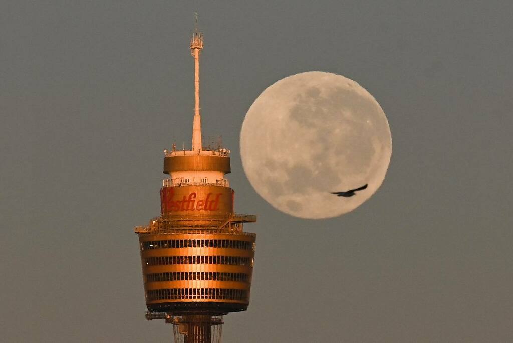SaphorePhoto's tweet photo. The ‘strawberry supermoon’ sets over the city of Sydney, Wednesday, June 15, 2022.

#strawberrymoon #fullmoon #moon #supermoon #photojournalism #documentaryphotography #reportage #sydney #australiagram #cityofsydney #igerssydney @anadoluagency @nikonaust… https://t.co/S1OEFMlp0f https://t.co/Irhws4oEse