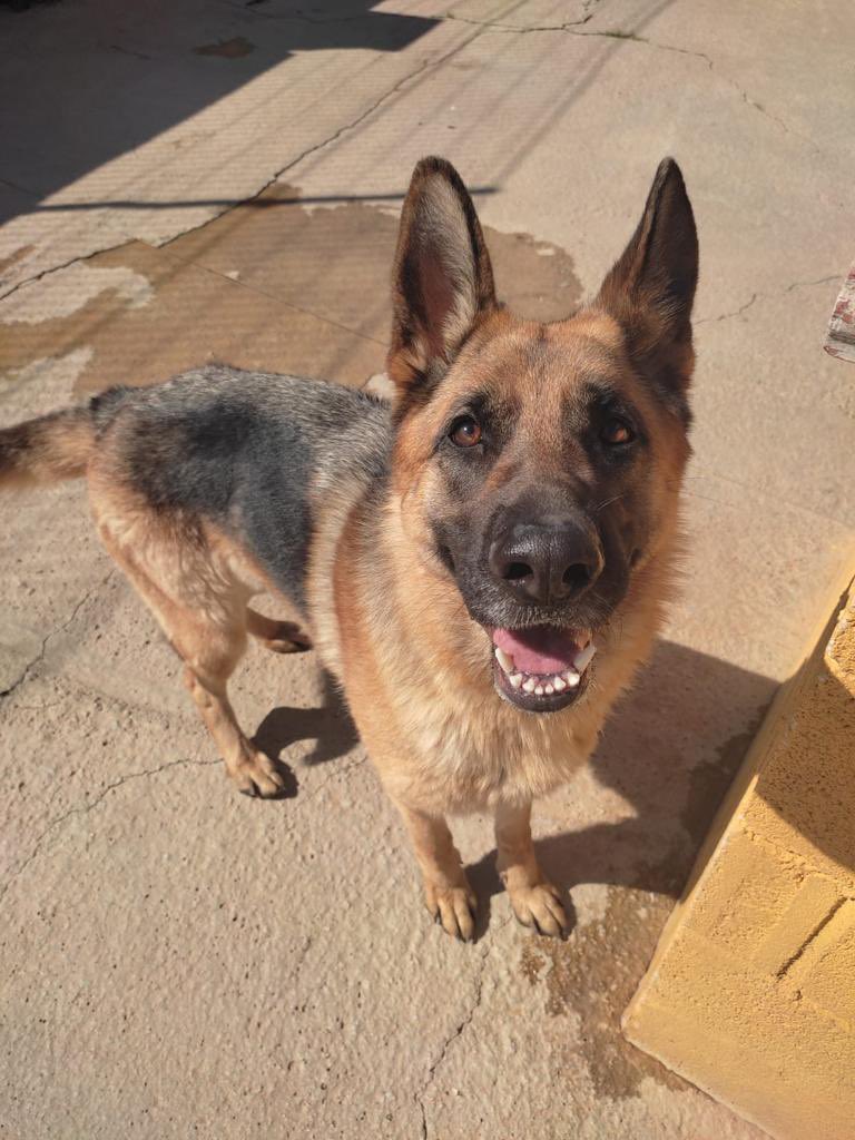 protemalaga's tweet photo. Lola, 2 años, tamaño grande.
Es muy cariñosa y juguetona, le encanta salir al patio a recibir cariño de los voluntarios. Pasea genial con la correa.
Correo: moduloc@protectoramalaga.com https://t.co/KUskfXOx4f