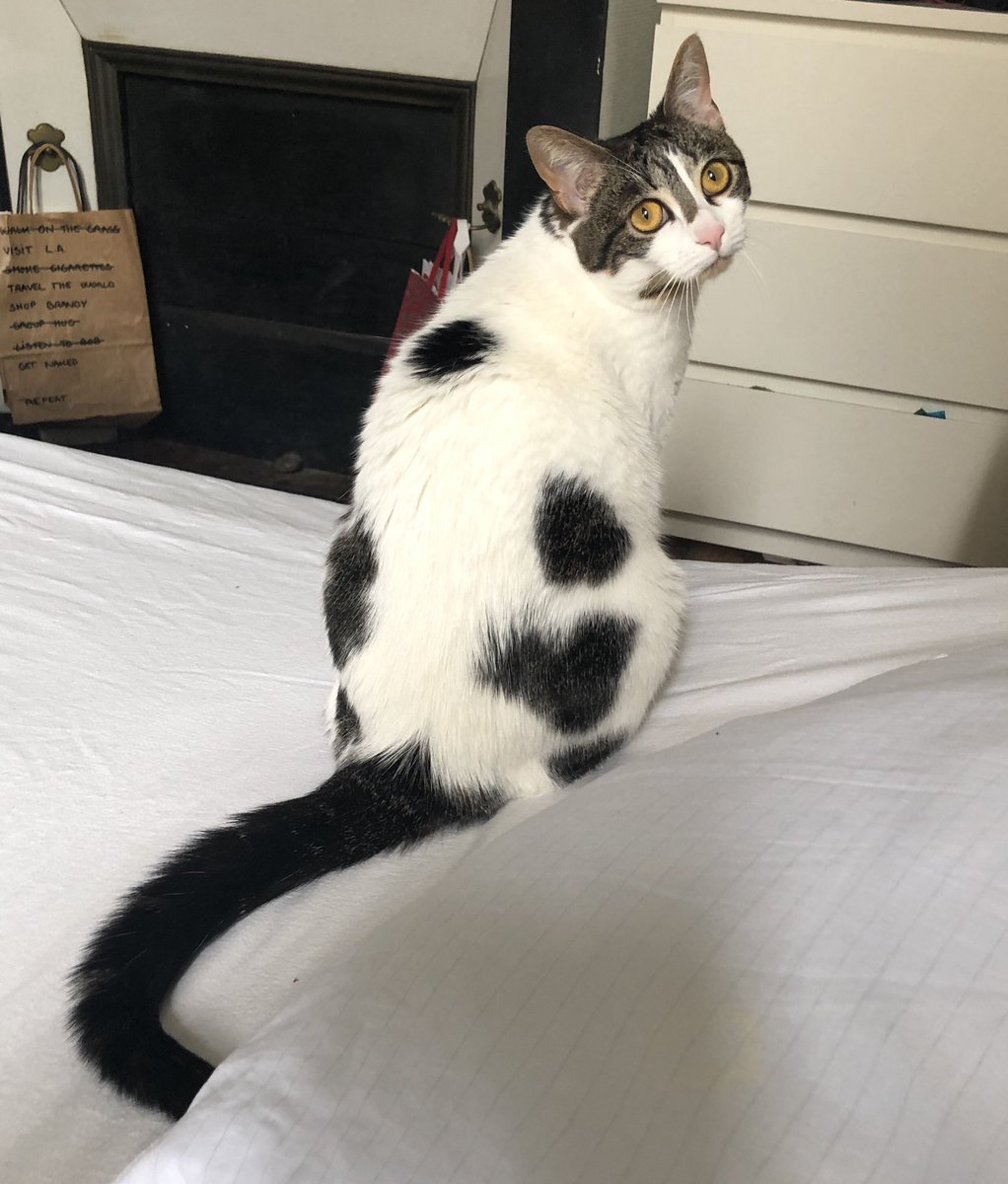 GedgeLworld tweet media