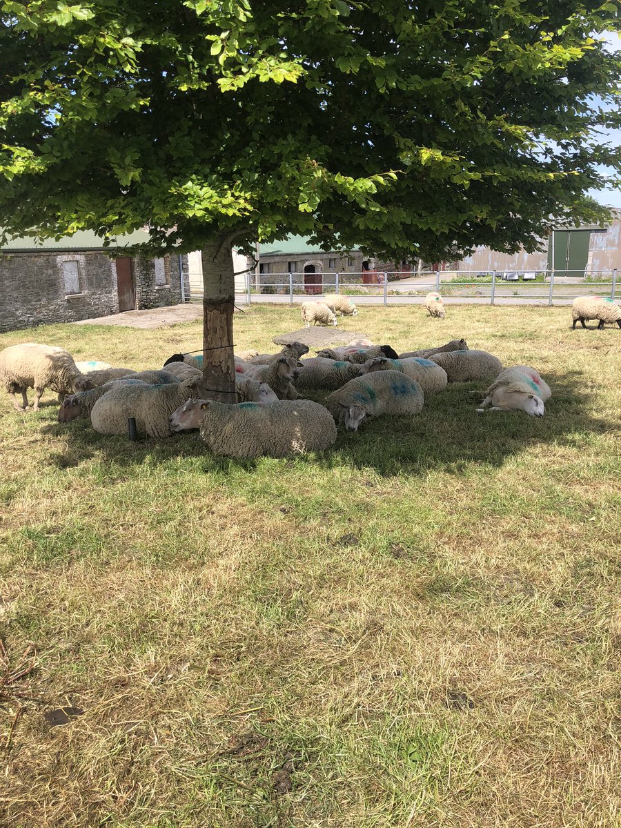 Trees are good - the rams have decided 🥵