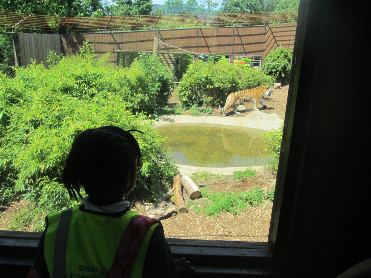 Discovery_Y1's tweet photo. Year 1 had a fantastic day learning lots of interesting facts about a range of animals at Colchester Zoo! @ColchesterZoo https://t.co/GhM45HDFot