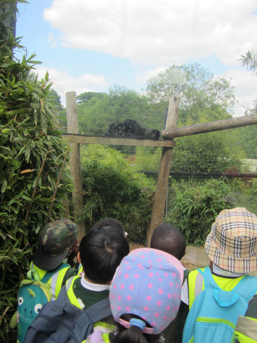 Discovery_Y1's tweet photo. Year 1 had a fantastic day learning lots of interesting facts about a range of animals at Colchester Zoo! @ColchesterZoo https://t.co/GhM45HDFot