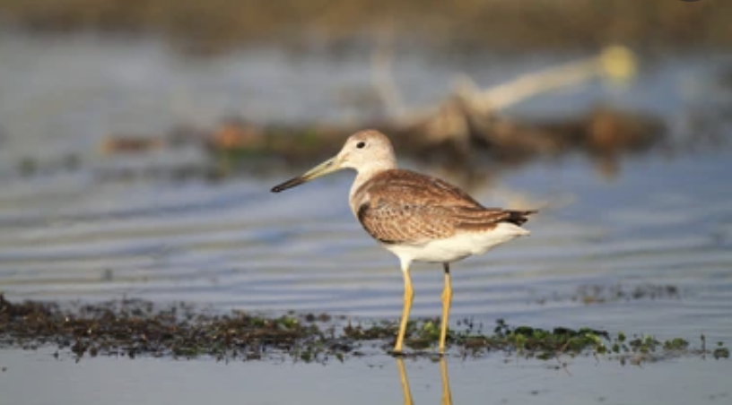 SabharwalGita's tweet photo. @UNBiodiversity @UNDPThailand @BirdLife_Asia @BCSThailand @orientbirdclub @petch_manopawit @ReReef1 @UNThailand @UN_SDG @TEIThailand 50% of spotted greenshank globally can be sighted in #PakThale #Phetchaburi in winter as they migrate. A #biodiversity hotspot! 📷Shutterstock (for reference) https://t.co/KnamjSyQ1e