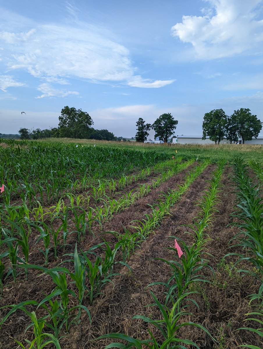 hpoffenb's tweet photo. Sulfur deficiency at the research farm in Lexington. The yellow corn received 160 lb nitrogen/ac with no S. The surrounding green corn received N plus 30 lb S/ac as gypsum. https://t.co/IlmbsCS3kL