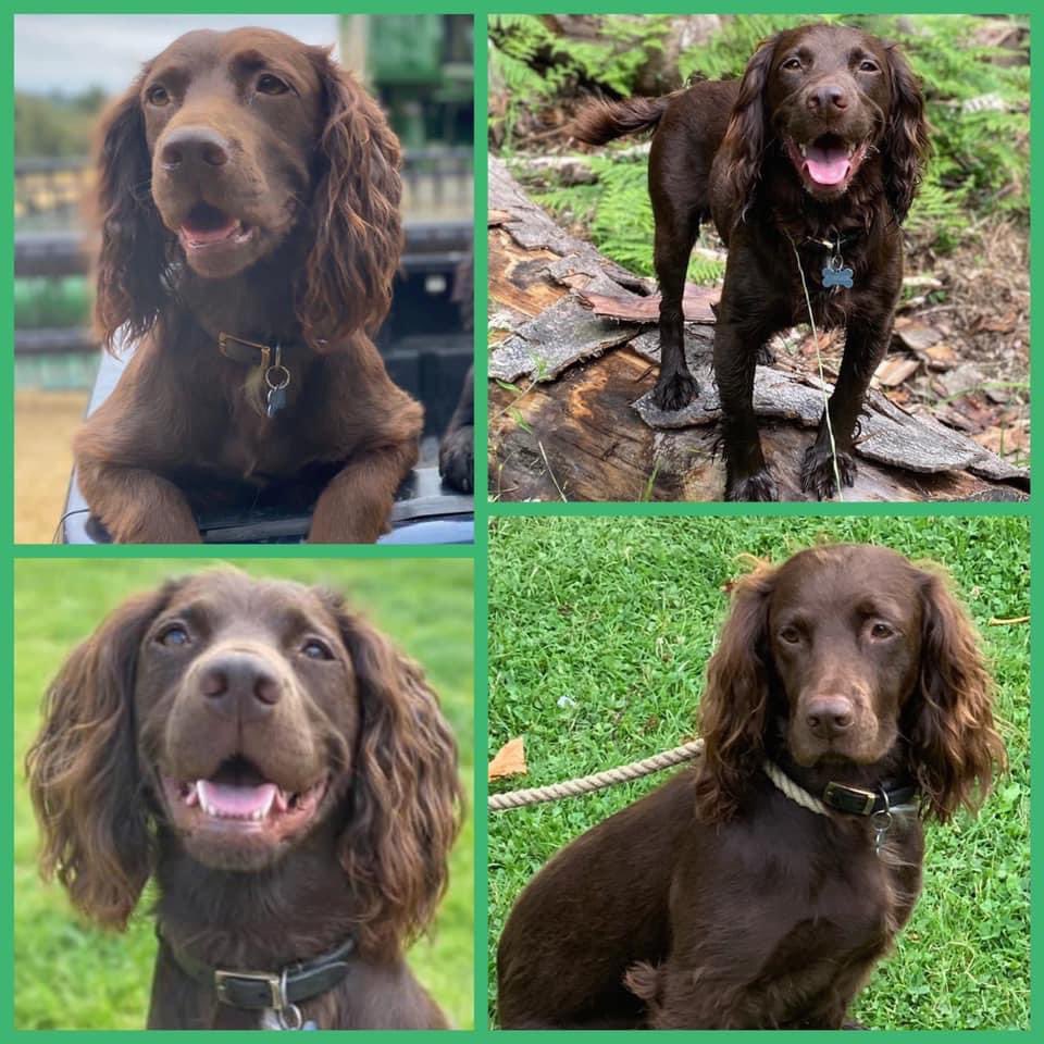 rosieDoc2's tweet photo. #SpanielHour
BRAMBLE
Bought a female adult chocolate #Sprocker #Spaniel since Sept 21?
Or know where she is?
#Stolen from #Matterley Estate #Winchester area but could be sold on and anywhere.
Finders fee for safe return. #DoTheRightThing 💔
https://t.co/Sn1fF24xXb https://t.co/E9W02R641O