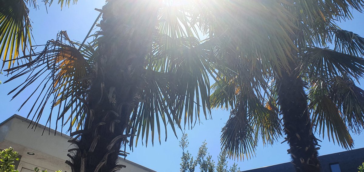 Wel eens slechtere werkplekken gehad. Quarantaine werken onder de palmbomen in eigen tuin en nog productief ook. #zodoenwedat <a href="/bsdeborne013/">Basisschool de borne</a>