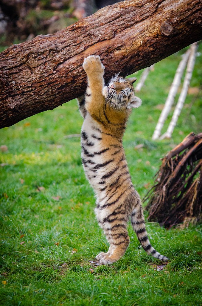hourlyTiger (@hourlytiger) on Twitter photo 