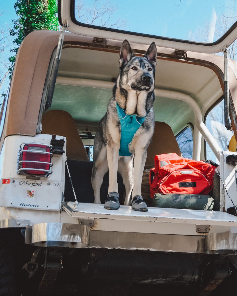 Hiking with your dog is one of the best, most fun things you can do with your dog! 

If you're looking into this? You need to know a few things before you go... 

So, me being my super helpful self, I've put together the rules of hiking for dog parents! 

rebarkable.com/7-rules-for-en…