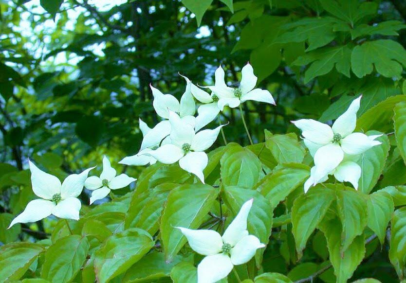 花 左 ヤマボウシ と右 ハナミズキ ヤマボウシ 日本原産 ハナミズキ 北アメリカ原産 別名 アメリカヤマボウシ ヤマボウシ 総苞片は先端が尖っている ハナミズキ 丸みあり ヤマボウシ 6月中旬 7月中旬 ハナミズキ 4月中旬 5月中旬