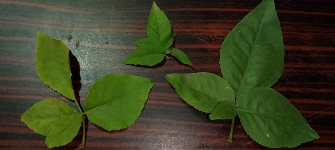 ସଂକ୍ରାନ୍ତି ରେ ମହାଦେବ ଙ୍କ ଆର୍ଶୀବାଦ ମିଳିଲା 😍

#ଚାରିପତ୍ରି_ବେଲପତ୍ର
#ପାଞ୍ଚପତ୍ରି_ବେଲପତ୍ର 
#ସଂକ୍ରାନ୍ତି 
ରଜ ସଂକ୍ରାନ୍ତିର ଶୁଭେଚ୍ଛା 💐🙏