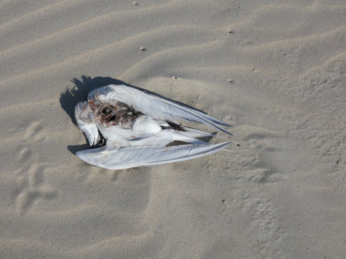Beste Badgasten/Eilanders,
Er zijn op bepaalde plekken veel dode vogels te vinden. Blijf op afstand en raak ze niet aan!!

Volg onderstaande link en meld het zoveel mogelijk.  nvwa.nl/onderwerpen/vo…

#Vogelgriep #Terschelling
<a href="/staatsbosbeheer/">Staatsbosbeheer</a> <a href="/_NVWA/">Nederlandse Voedsel- en Warenautoriteit</a> <a href="/terschellingvvv/">VVV Terschelling</a>