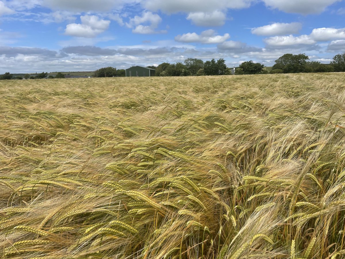 DonieFitz's tweet photo. ⁦@Goldcrop⁩ Winter barley varieties for autumn 2022 on show in Shanagarry. Crops are turning in quickly and harvest looks like it will be earlier this year. KWS Tardis the highest yielding 2-row on the Recommended List. 🌾 https://t.co/GLz0i5Ic6d