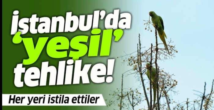 BartugBatun's tweet photo. PİTBULLAR BİTTİ PAPAĞAN MI TAHLİKE OLDU PAPAĞANLARI ÖLDÜRÜN DİYORLAR ANCA GÜÇÜNÜZ MAHSUN HAYVANLARA YETİYOR DEMİ https://t.co/GiWB0u8yG3