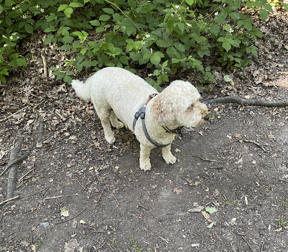 Ruby_Cockapoo's tweet image. Good morning pals.. I had a little walk in the woods, cool &amp;amp; shady 😎🌞🐶🐾 I’m with my big sis 💕 #Dogsoftwitter #walkies #Ruby #hot #sunny #woods