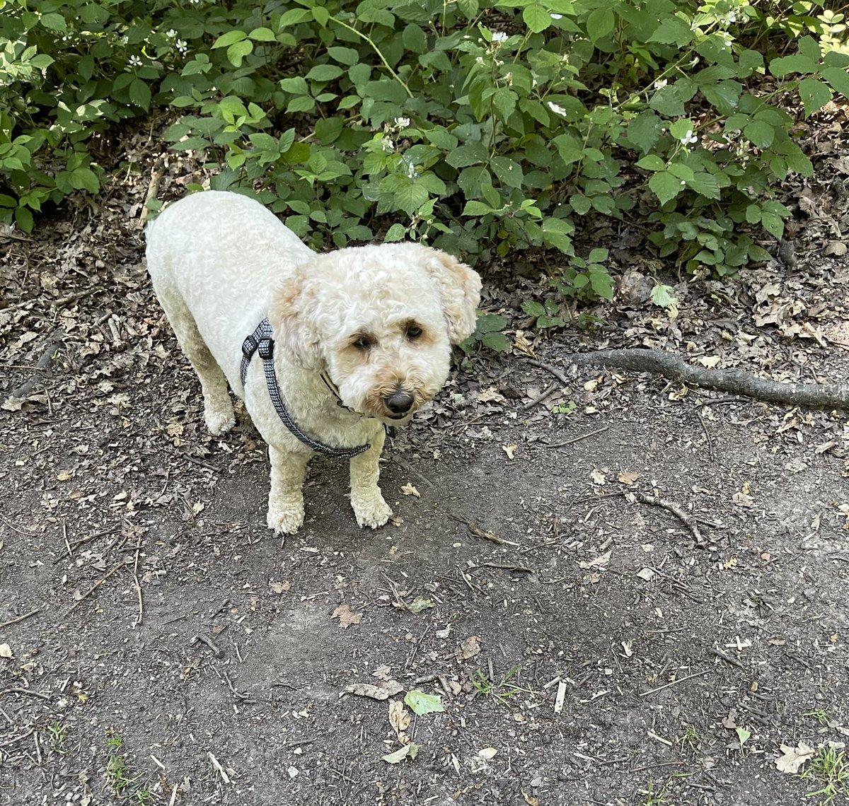 Ruby_Cockapoo's tweet image. Good morning pals.. I had a little walk in the woods, cool &amp;amp; shady 😎🌞🐶🐾 I’m with my big sis 💕 #Dogsoftwitter #walkies #Ruby #hot #sunny #woods