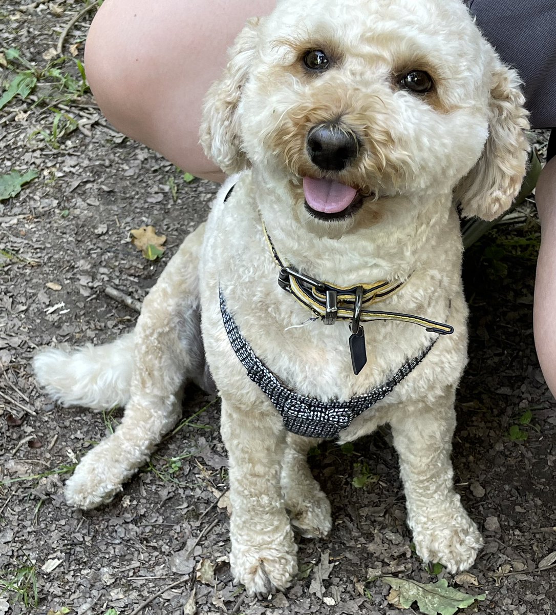 Ruby_Cockapoo's tweet image. Good morning pals.. I had a little walk in the woods, cool &amp;amp; shady 😎🌞🐶🐾 I’m with my big sis 💕 #Dogsoftwitter #walkies #Ruby #hot #sunny #woods