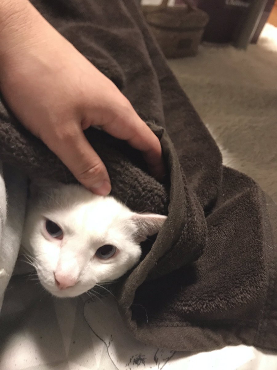 地震が怖くて毛布に入ってきたテトくん