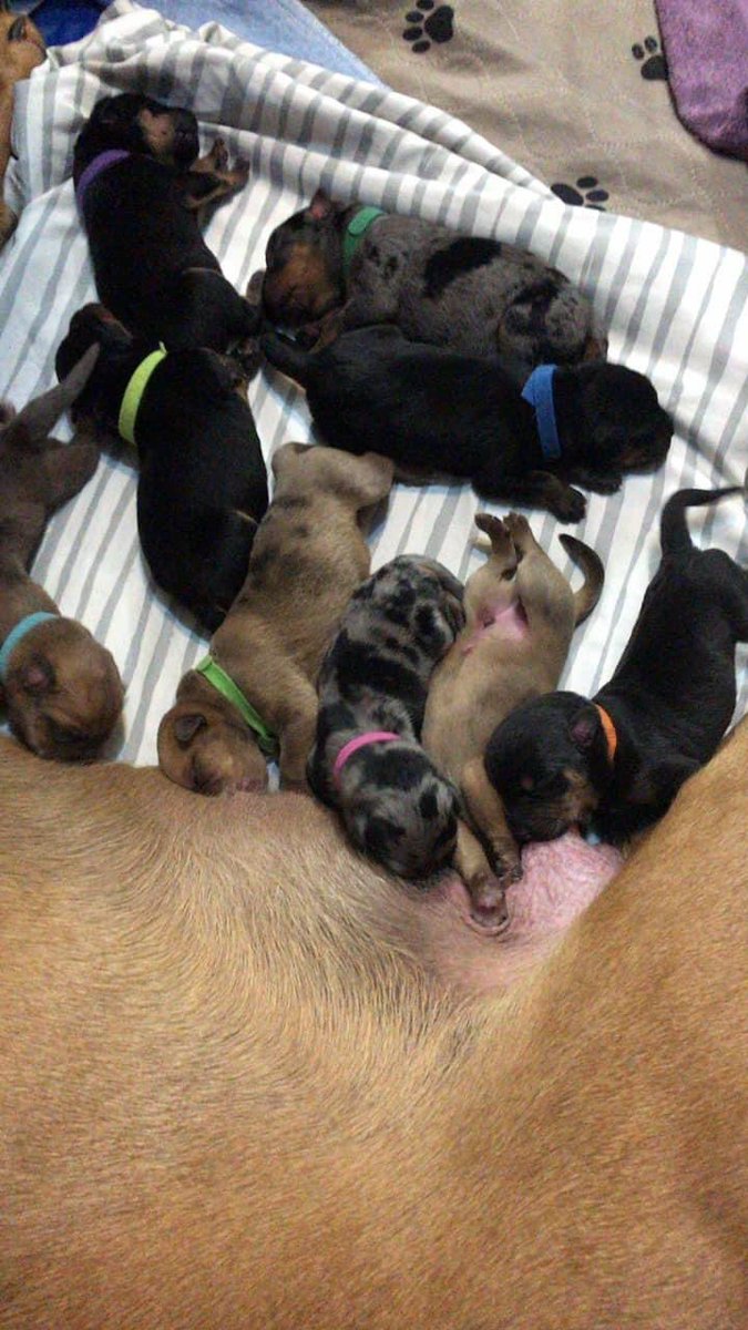 My Bro selling some beautiful Rotti/Dane pups 🐶 . Where the dog lovers at? Check it out more photos in the link below.
