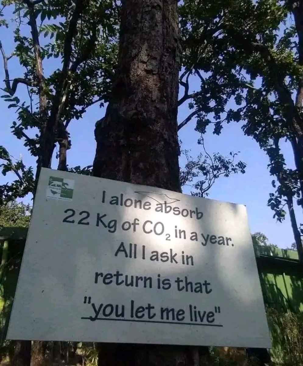 Aleed29's tweet photo. 🌳Take care of the trees, they will take care of you.”💚Try to make it trend 🌿#greenpakistan #saveplant https://t.co/dI4VrXgqUU
