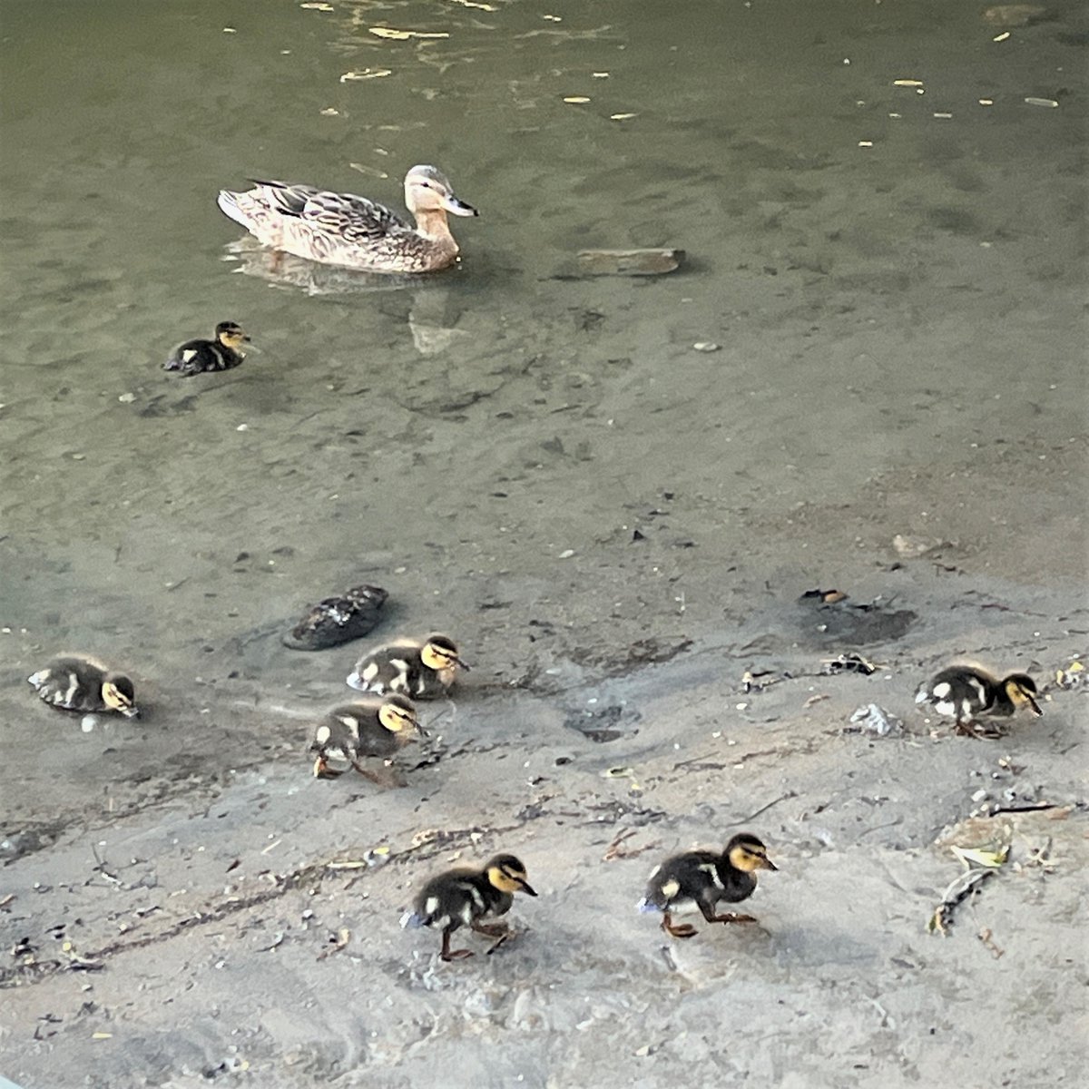 Ducks Unlimited Canada in Ontario tweet media