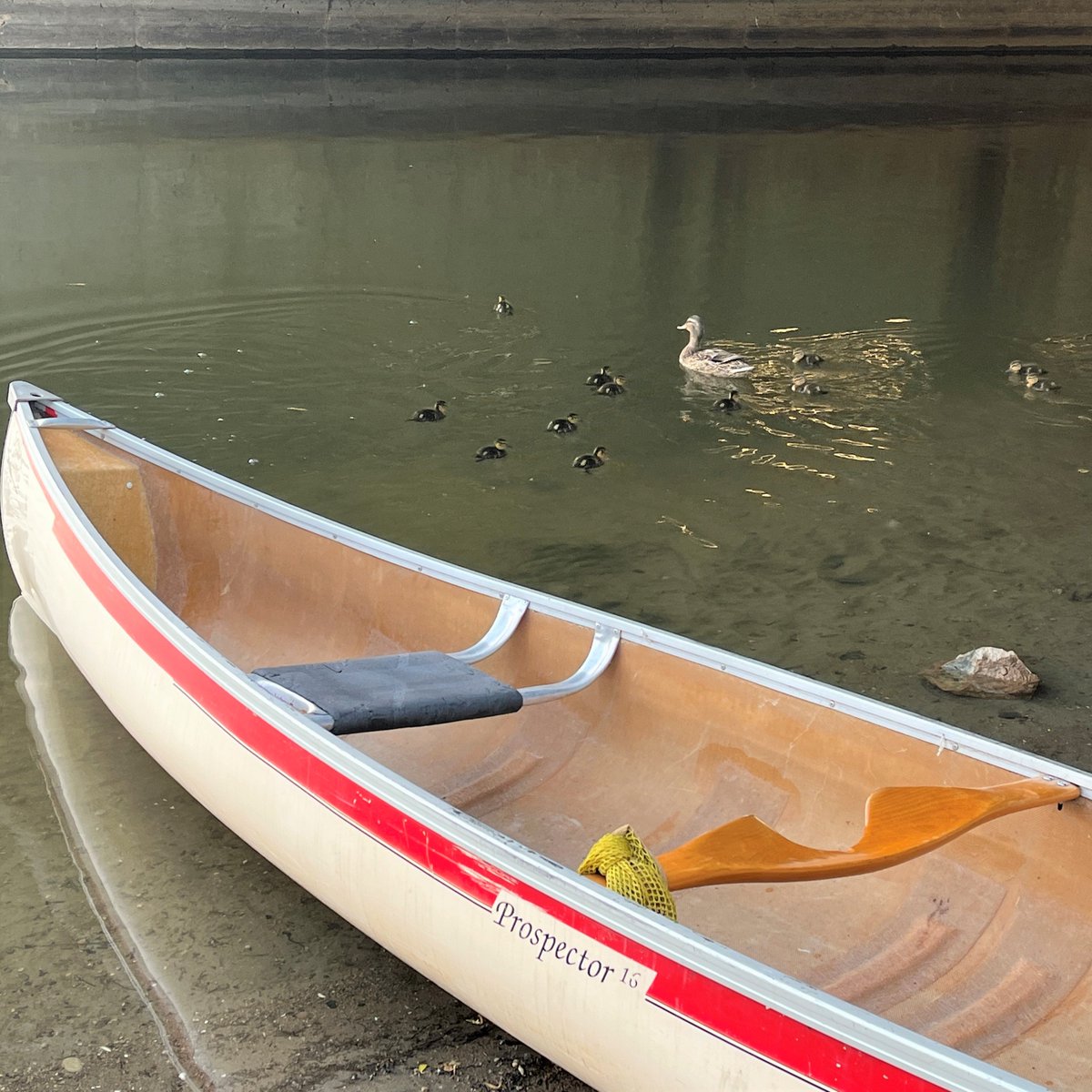 Ducks Unlimited Canada in Ontario tweet media