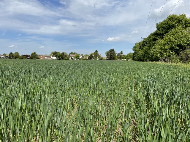 WeldonBeesly's tweet photo. Land for Sale - 40 acres, Great Hormead. In 2 lots - one of which backs onto dwellings, so has some good investment value. More details - https://t.co/SPpD76dCWS https://t.co/0GmbdXnSZe