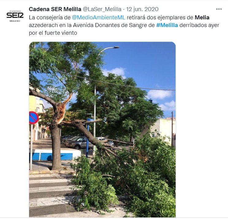 ArboladoMelilla's tweet photo. Hace DOS años que @MedioAmbienteML  taló este ejemplar de  Melia azzederach que derribó el fuerte viento, aun resiste el tocón, le dejan brotar las hojas y pasado un tiempo las cortan, así varias veces en estos dos años

#Melilla #ArboladoUrbano #MeliaAzzederach https://t.co/mjfpUwSSfv