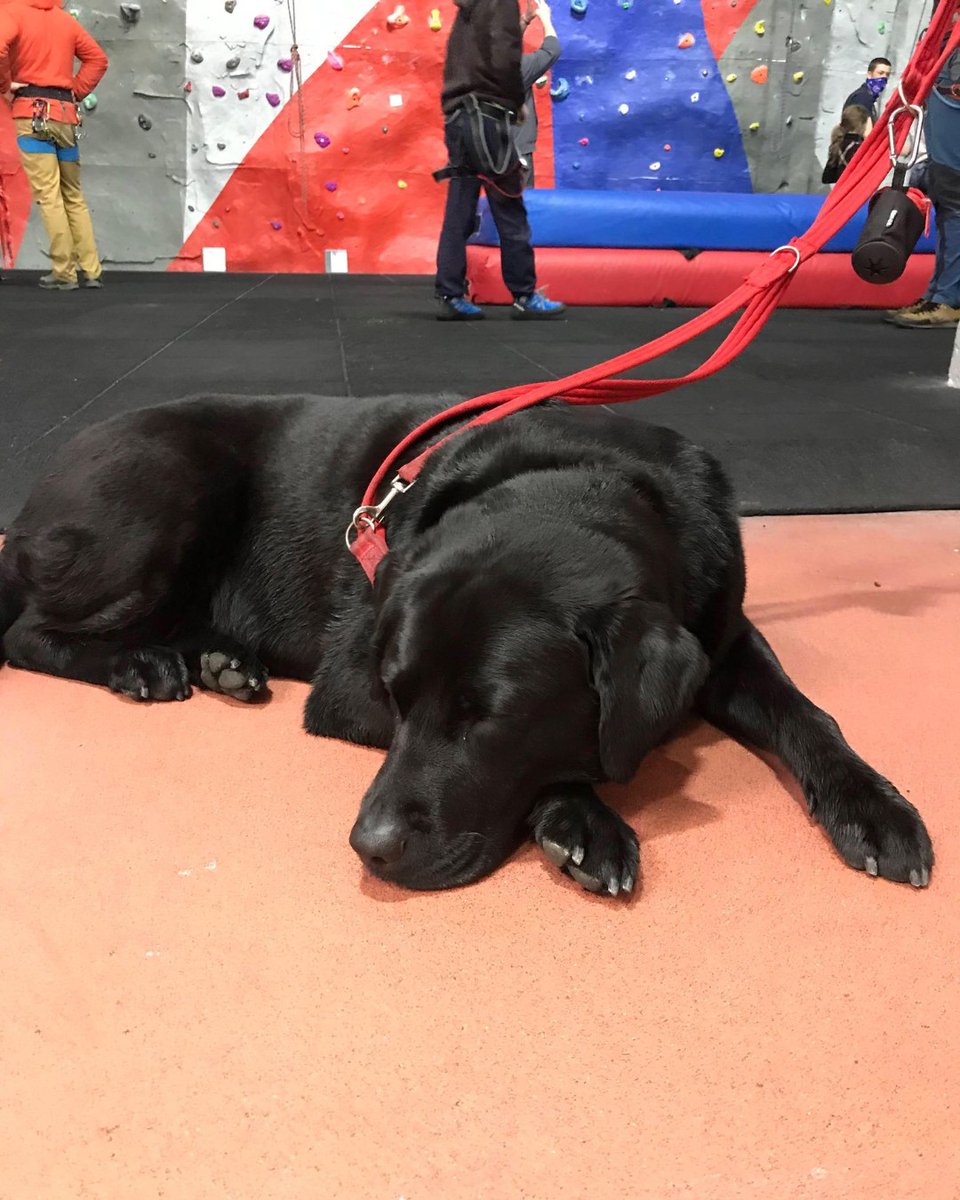 youricefactor's tweet photo. Did you know we are dog friendly! We love hearing the pitter-patter of paws whilst instructing. If you are walking the #WestHighlandWay with your dog, pop in for a refreshment. 🐕 

#icefactor #kinlochleven #dogswelcome https://t.co/zi9sZ3RLI0
