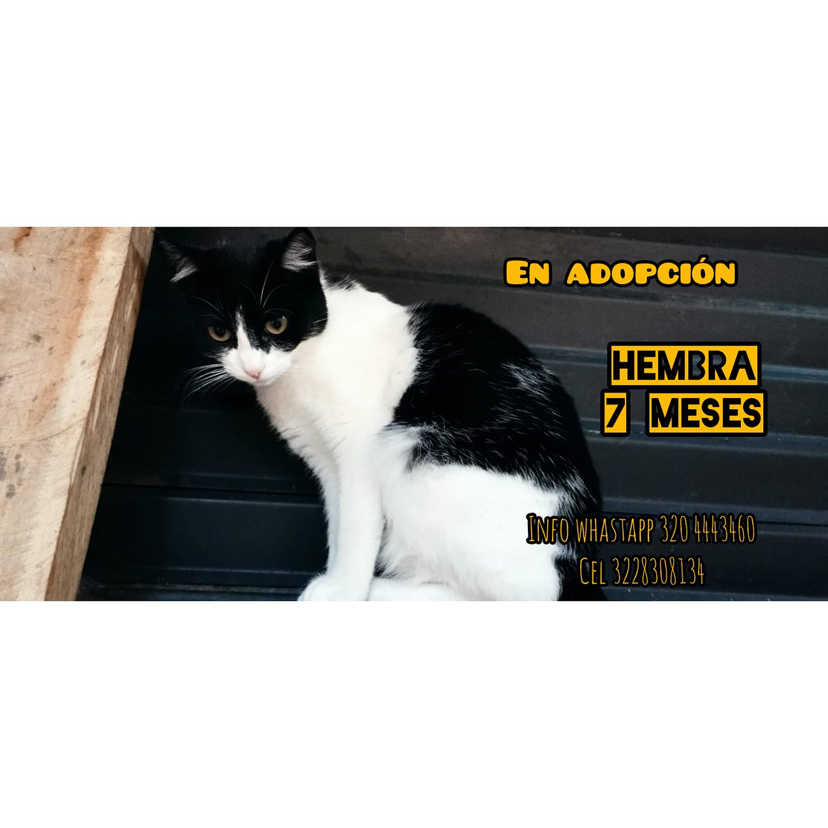 Furanic_Col's tweet photo. Hermosos gatos en adopción
Están en Cota Cundinamarca https://t.co/cHRAbM1vaJ