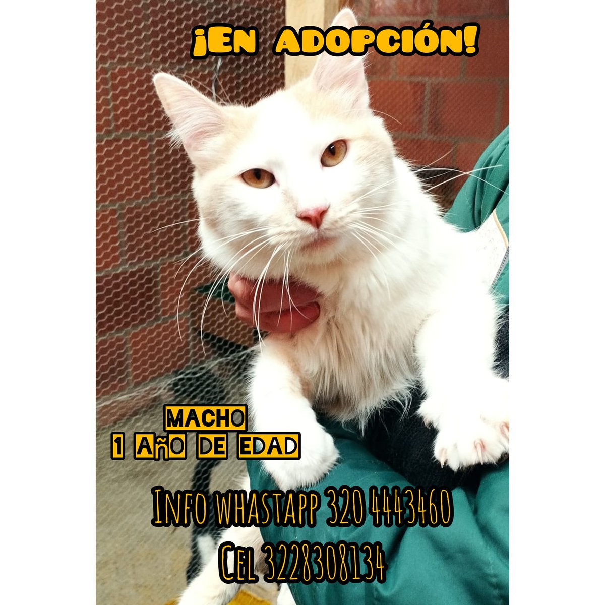 Furanic_Col's tweet photo. Hermosos gatos en adopción
Están en Cota Cundinamarca https://t.co/cHRAbM1vaJ