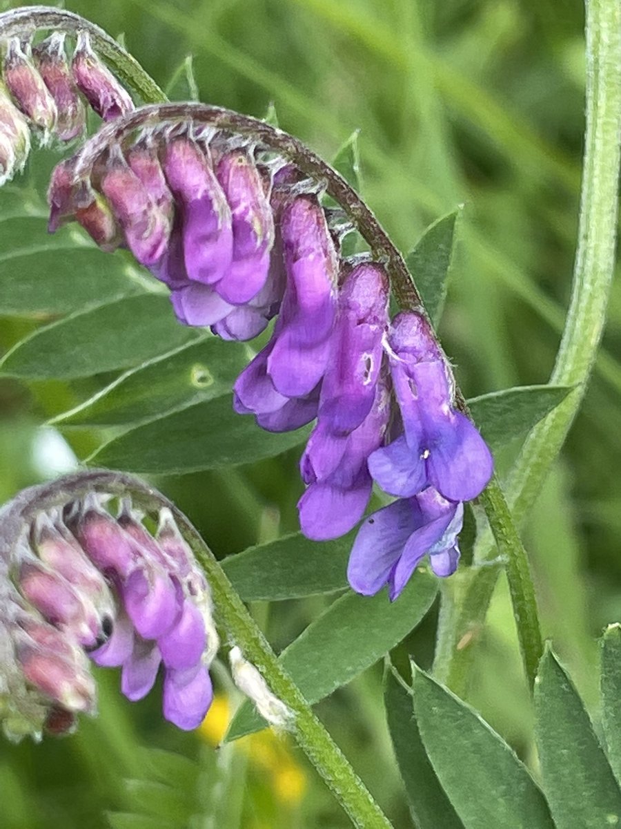 Few colourful flowers along the canal from Salina to Digby Bridge - poppy, unknown pea like flower, valerian and tufted vetch #biodiversity #NaturePhotography <a href="/KildareHeritage/">Kildare Heritage</a> <a href="/GrandCnlGrenway/">Grand Canal Greenway</a>