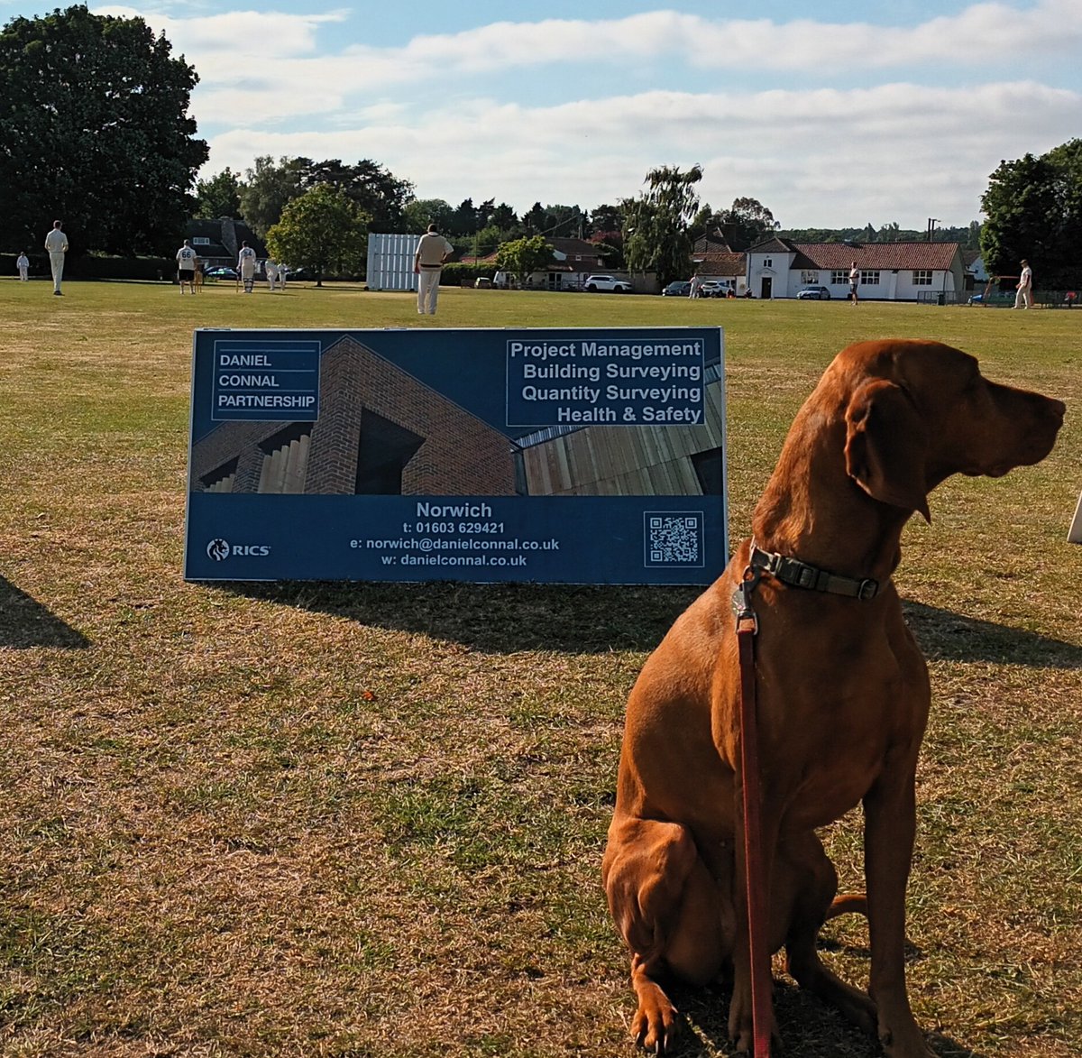 DCP_Surveyors's tweet image. A lovely sunny evening for cricket, showing off our new Norwich office ad-board, and the lovely Pepper!
@BCCbears #norfolk