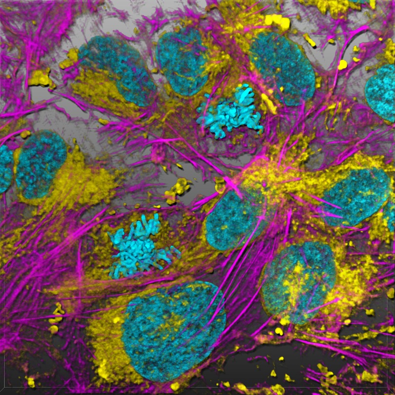 LeicaMicro's tweet photo. 💥 Uncover the power to see more by leveraging the capabilities of #NIR #fluorophore excitation up to 790 nm with NIR extension for #STELLARIS 5. Learn more about the expanded multiplexing capabilities in STELLARIS 5. 

💥 Discover more!