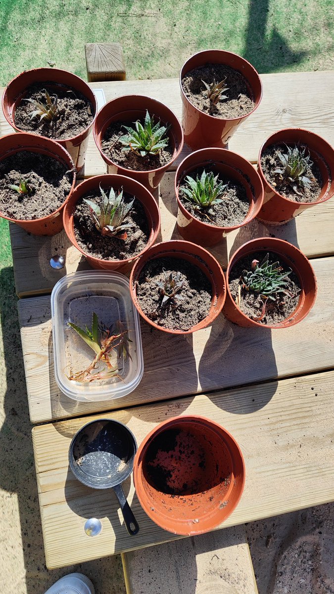 MariolaBPS's tweet photo. Taking advantage of the beautiful weather today, we decided to beautify our garden by adding a few succulents to the flower collection.  Everyone helped.  Later, a small snack at our picnic table. https://t.co/hWsR2wxyOG