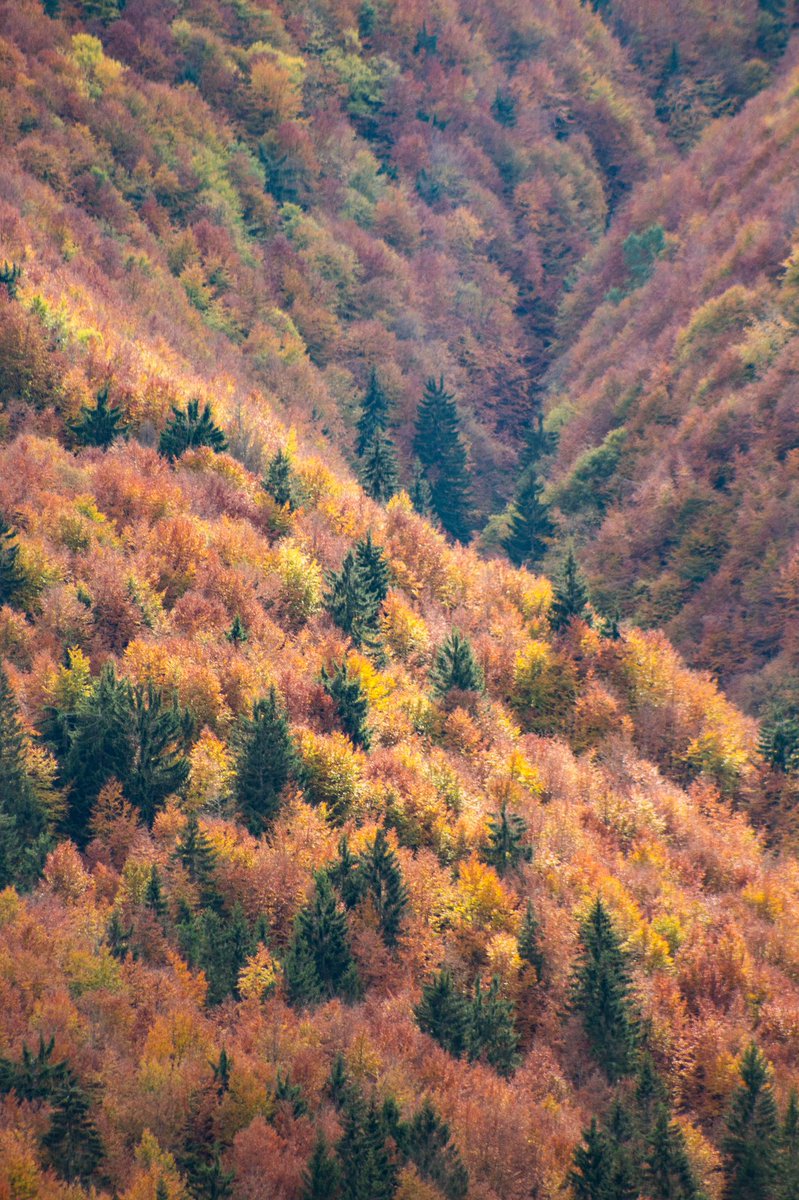 krutovig's tweet photo. Hey Twi. 

Since Instagram is dying, I’m also starting my page. Here will be a lot of interesting travel stories and of course my photo works. 

For the start — one of my favourite photo series: a perfect autumn week in Carpathian mountains. 

#carpathians #mountains #fall https://t.co/1iyUETziL1