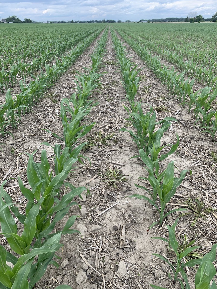 Here is another picture of a field I visited yesterday. Mix of #Corvus Roundup and Dicamba applied pre emerge. Bye bye Dandelion and friends! <a href="/Bayer4CropsCA/">Crop Science Canada</a>