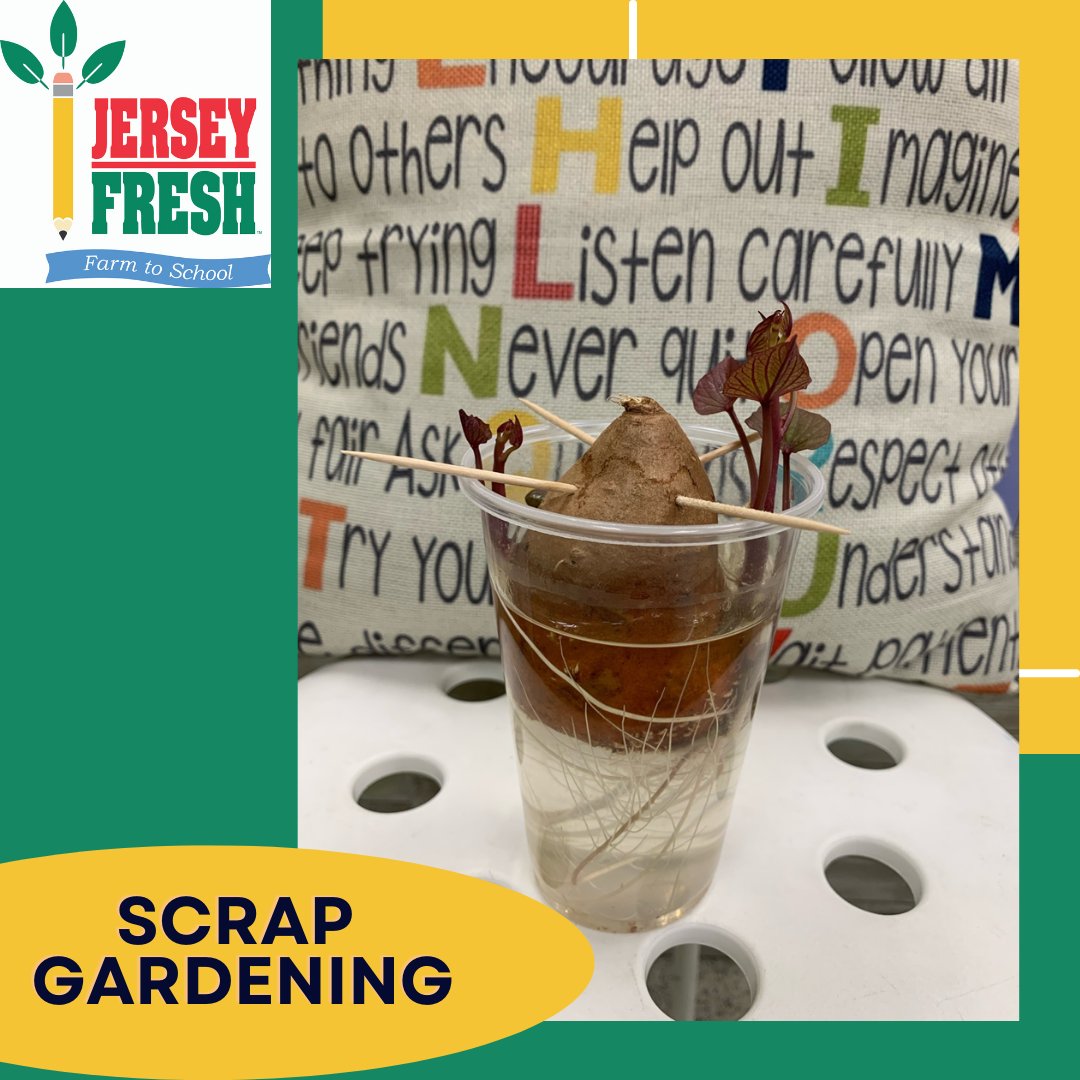 Mrs. Weisgarber's 3rd grade class, from Chesterfield Elementary, potato has taken root! The sweet potato was started at the April NJ Farm to School workshop. Look how it has grown!
Find out how to grow your own sweet potato vine at the link below.  
nj.gov/agriculture/fa…