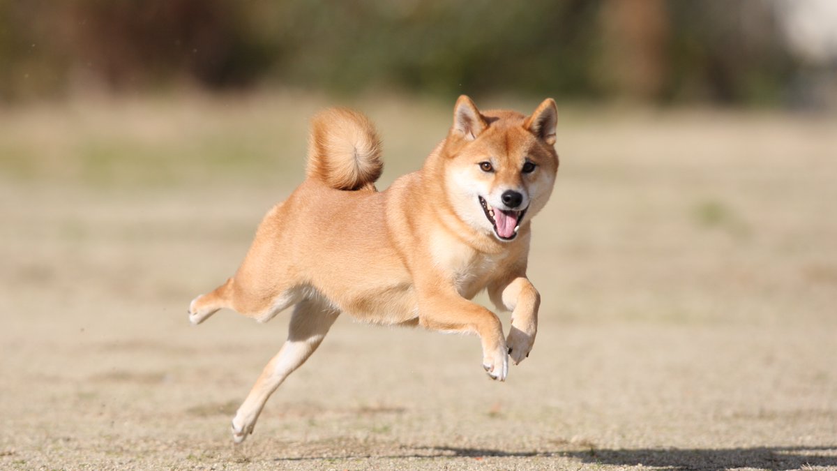 kichitada tweet media