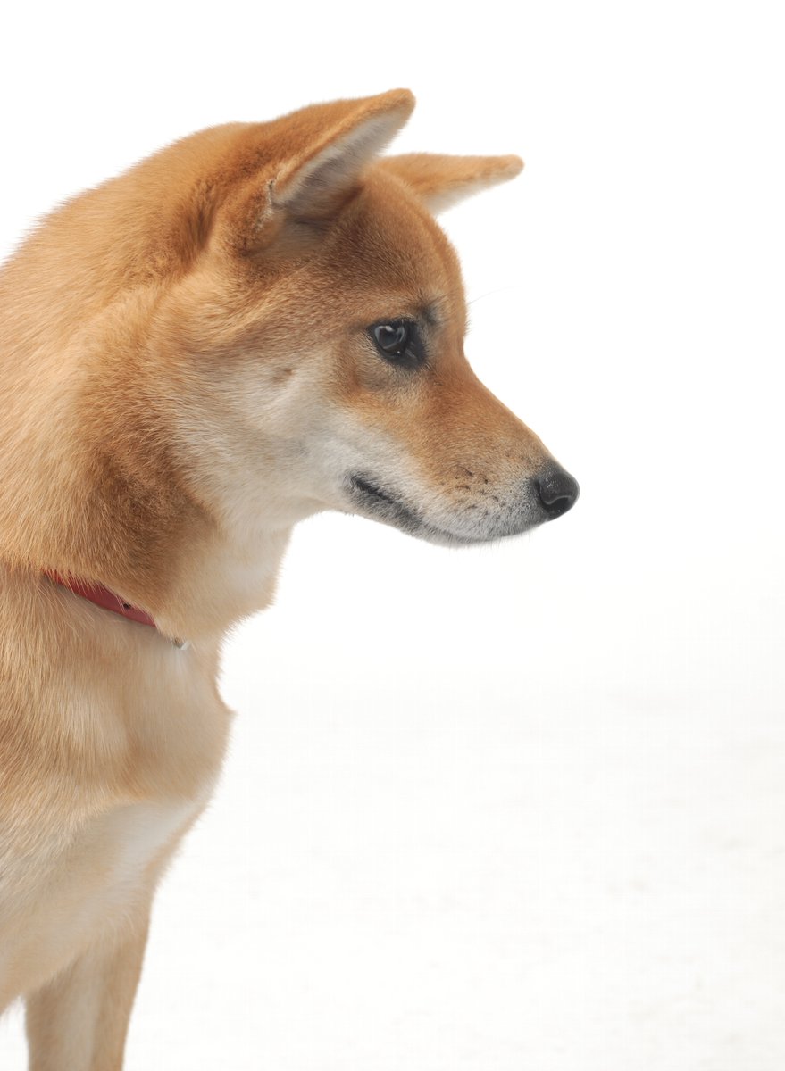 kichitada tweet media