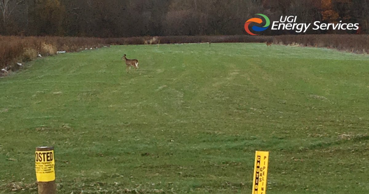 UGIEnergy's tweet photo. For a moment of zen as you scroll your social feed, here’s a favorite picture of ours a colleague took of deer enjoying our Sunbury Pipeline right of way. #NaturePhotographyDay https://t.co/8f9BoLS1E0