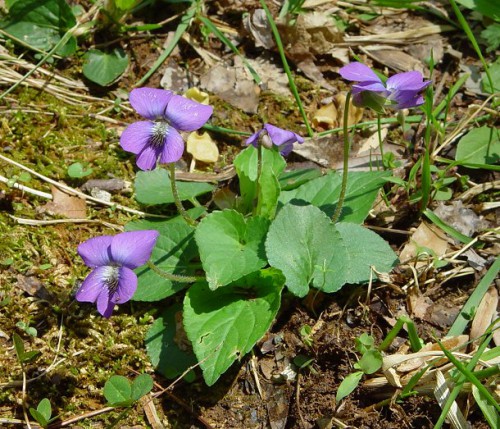 Lawnmasters318's tweet image. Look, nobody wants to kill violets. They&apos;re native and they&apos;re cute. The problem is one violet produces hundreds of seedlings in a single year. That&apos;s too much of a good thing.

#lawnmasters #lawntech #shreveport #weedoutwednesday #violets
