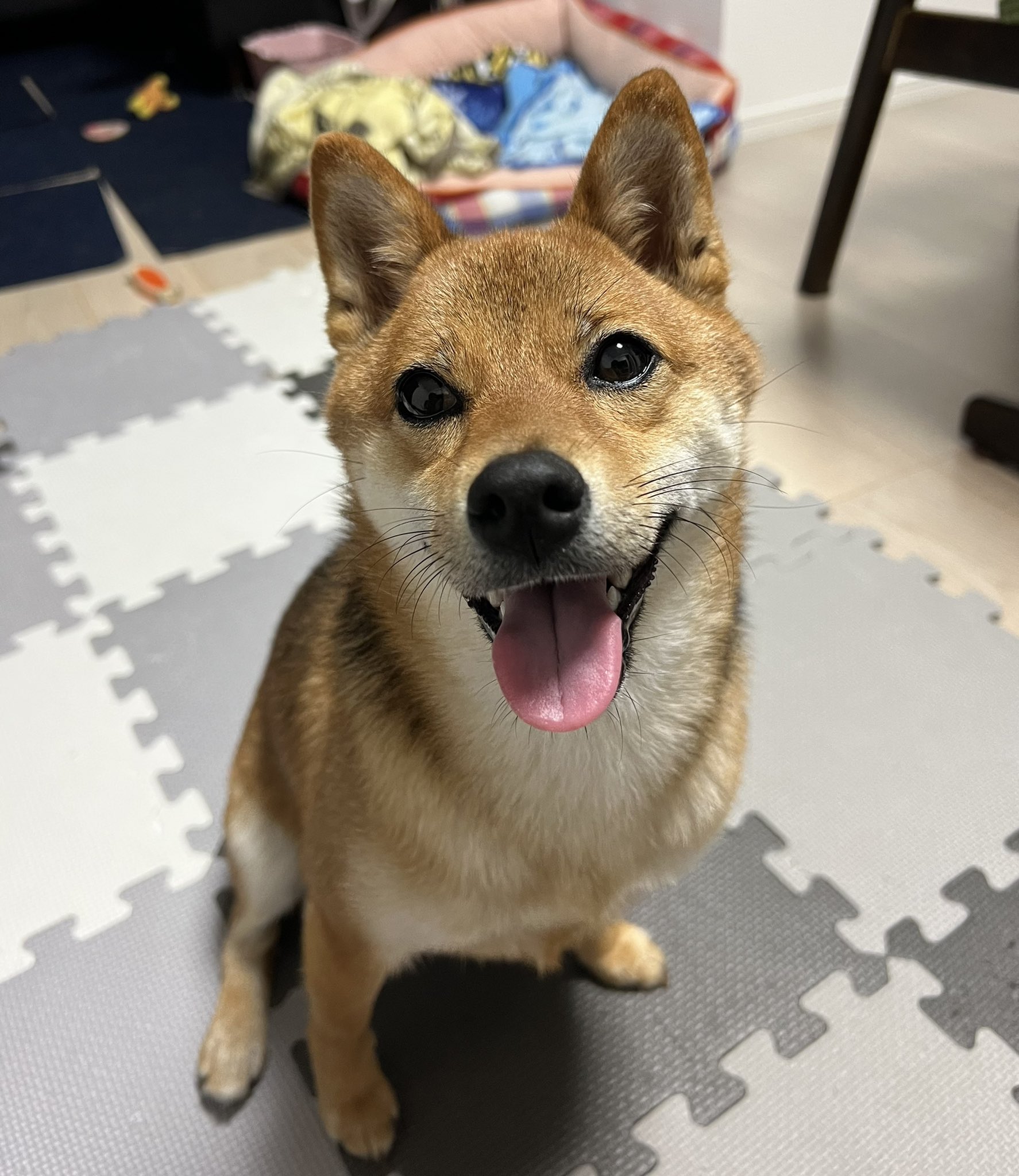 紅ちゃんねる 紅の成長日記 とりあえず紅パパはケータイが進化しましたので今後 紅さんを高画質でお送りします W とりあえずテストです 犬 柴犬 豆柴 Iphone13 最近の携帯はすごいね 高画質 T Co Zbsbiae7md Twitter