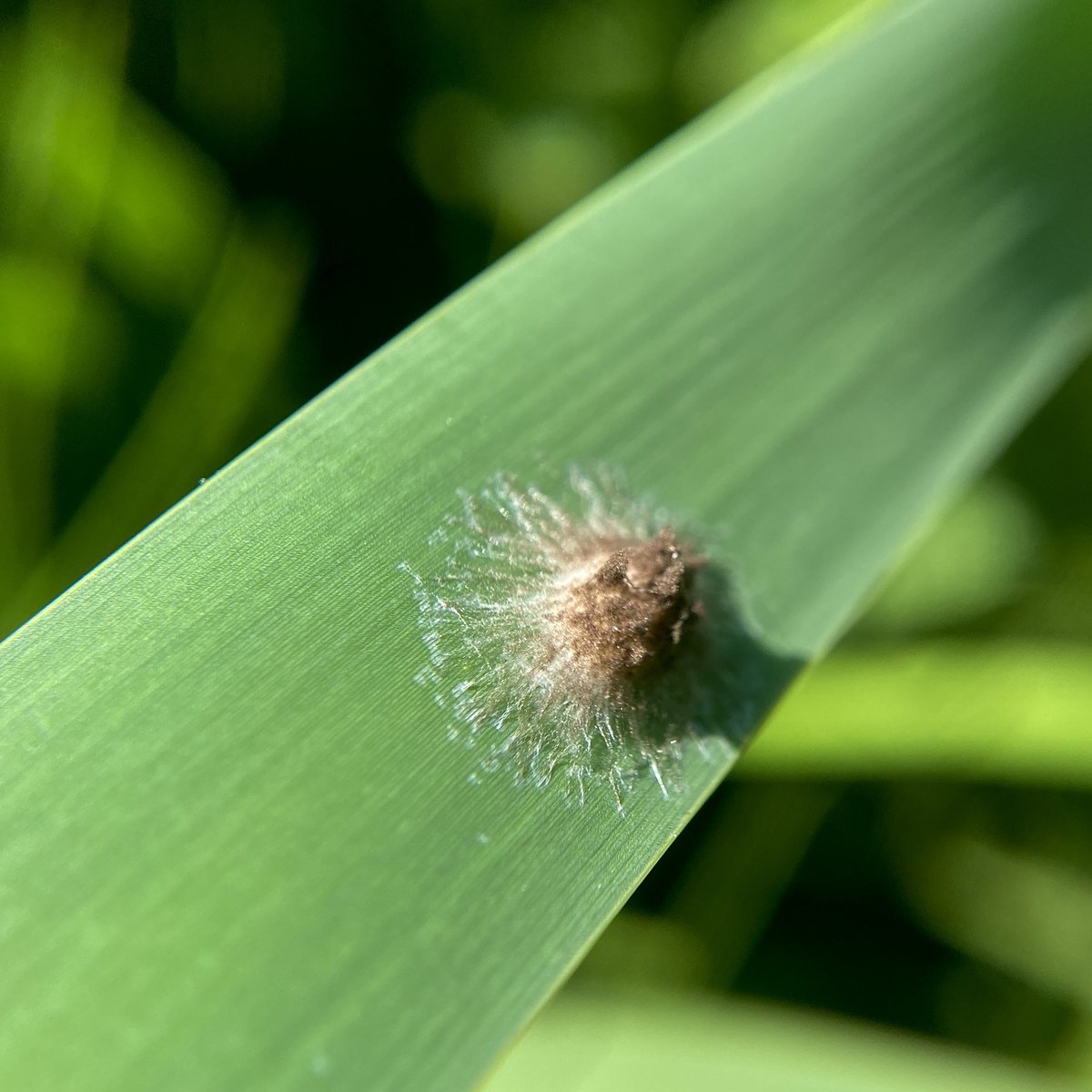 bernoid's tweet photo. This tiny mess of fluff is a Tetragnatha sp. egg sac - Stretch Spider. Marvellous little things! #spiders #spidereggs #eggsac https://t.co/D80XBoXT7P