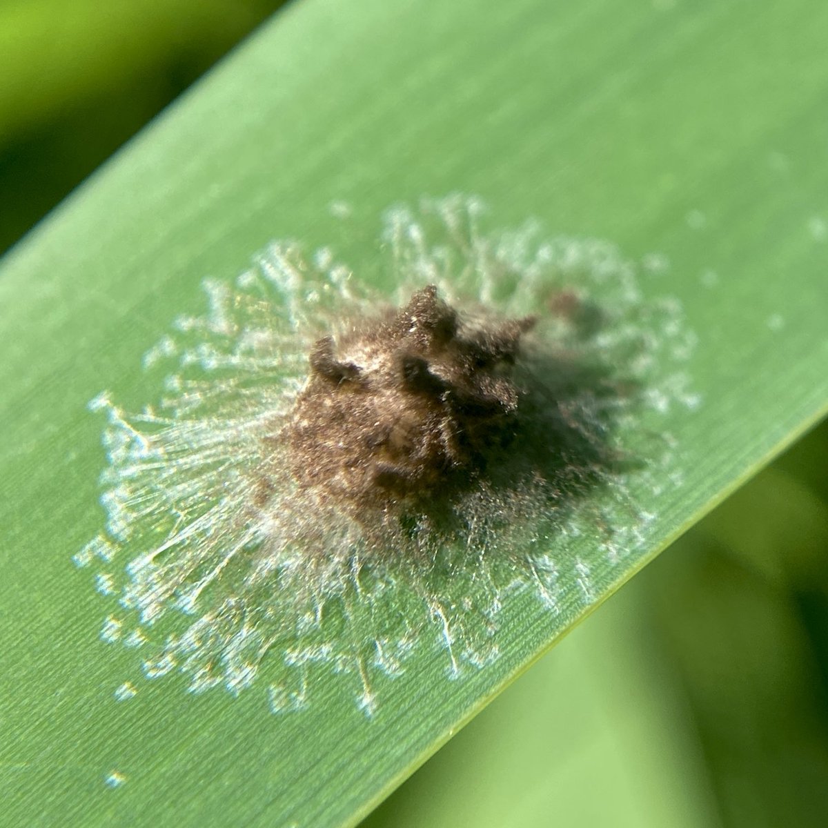 bernoid's tweet photo. This tiny mess of fluff is a Tetragnatha sp. egg sac - Stretch Spider. Marvellous little things! #spiders #spidereggs #eggsac https://t.co/D80XBoXT7P